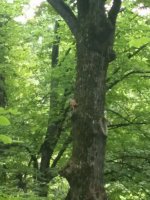 IMG_20170804_125123.jpg