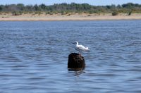 DSC_1007.JPG