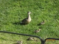 DSC05100.JPG