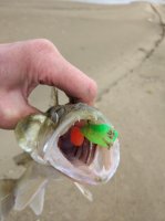 IMG_20171017_122419.jpeg