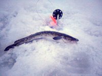 IMG_20180102_163033.jpeg