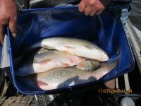 IMG_1528.JPG