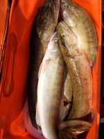 IMG_20180808_113602.jpeg