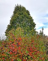 IMG_20181004_165233_996.jpg
