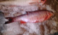 Lenovo_A1000_IMG_20181208_063228.jpg
