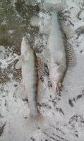 IMG-20181220-WA0005.jpeg