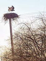 PSFix_20180415_161021.jpeg