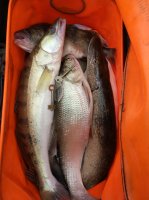 IMG_20190416_165015.jpeg