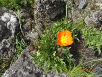 DSC08050.JPG