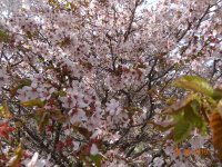 DSC08043.JPG