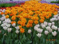 DSC08305.JPG