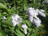 DSC08738.JPG