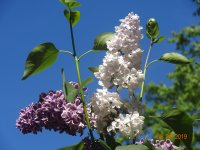 DSC08735.JPG