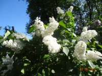 DSC08729.JPG
