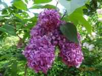 DSC08724.JPG