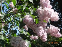 DSC08723.JPG