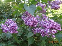 DSC08697.JPG
