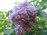 DSC08695.JPG