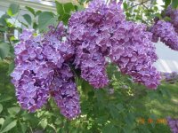 DSC08683.JPG
