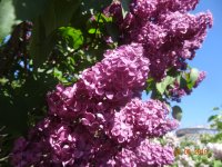 DSC08611.JPG