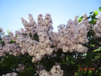 DSC08565.JPG