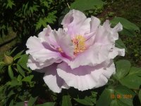 DSC08675.JPG