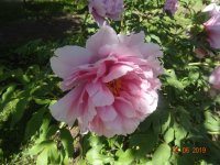 DSC08648.JPG