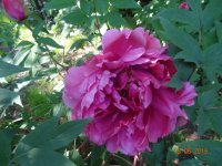 DSC08640.JPG