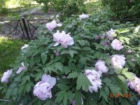DSC08637.JPG