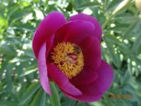 DSC08606.JPG