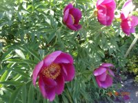 DSC08605.JPG