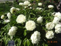 DSC08603.JPG