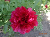 DSC08575.JPG