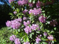 DSC08760.JPG