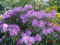 DSC08755.JPG