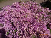 DSC08591.JPG