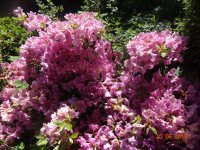 DSC08589.JPG