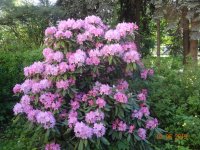 DSC08554.JPG