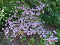 DSC08761.JPG