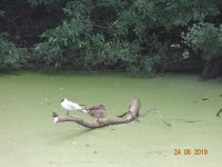 DSC08968.JPG