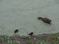 DSC08965.JPG