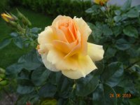 DSC08941.JPG