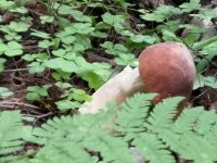 IMG_20190711_144824.jpg