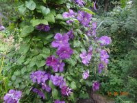 DSC09087.JPG