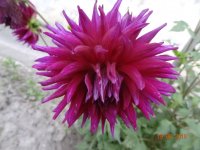 DSC09041.JPG
