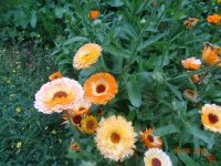 DSC09035.JPG
