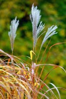 DSC_1328.JPG
