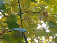 DSC09220.JPG