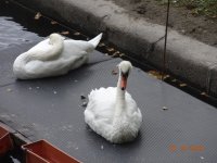 DSC09268.JPG
