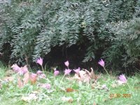 DSC09288.JPG